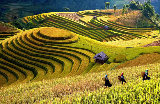 Tuần Văn h&oacute;a ruộng bậc thang M&ugrave; Cang Chải 2013